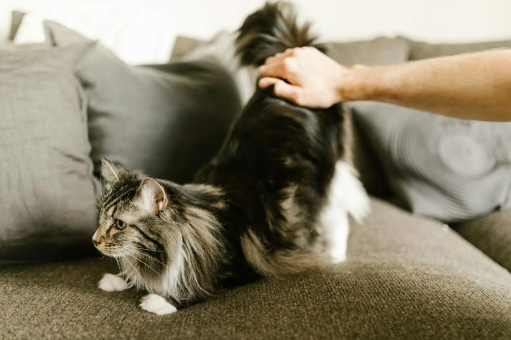 maine coon