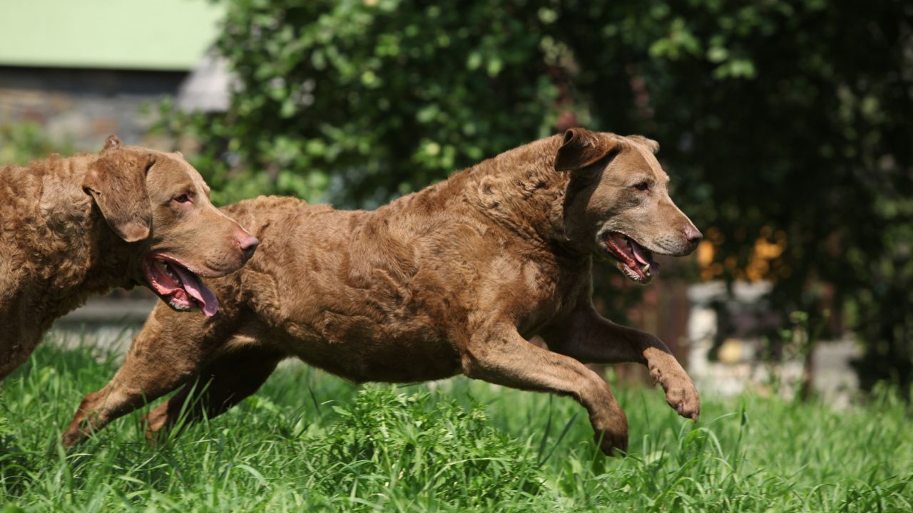chesapeake bay retrievers
