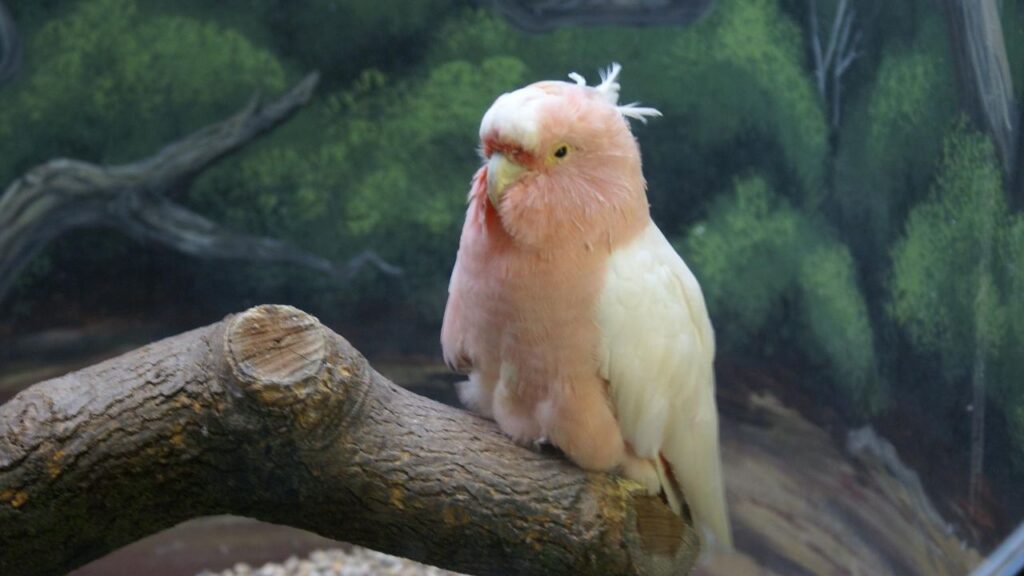 Cookie the Pink Cockatoo – 83 Years