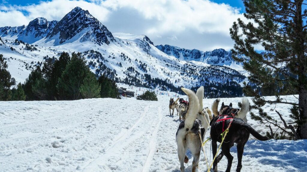 Alaskan Malamute sledge