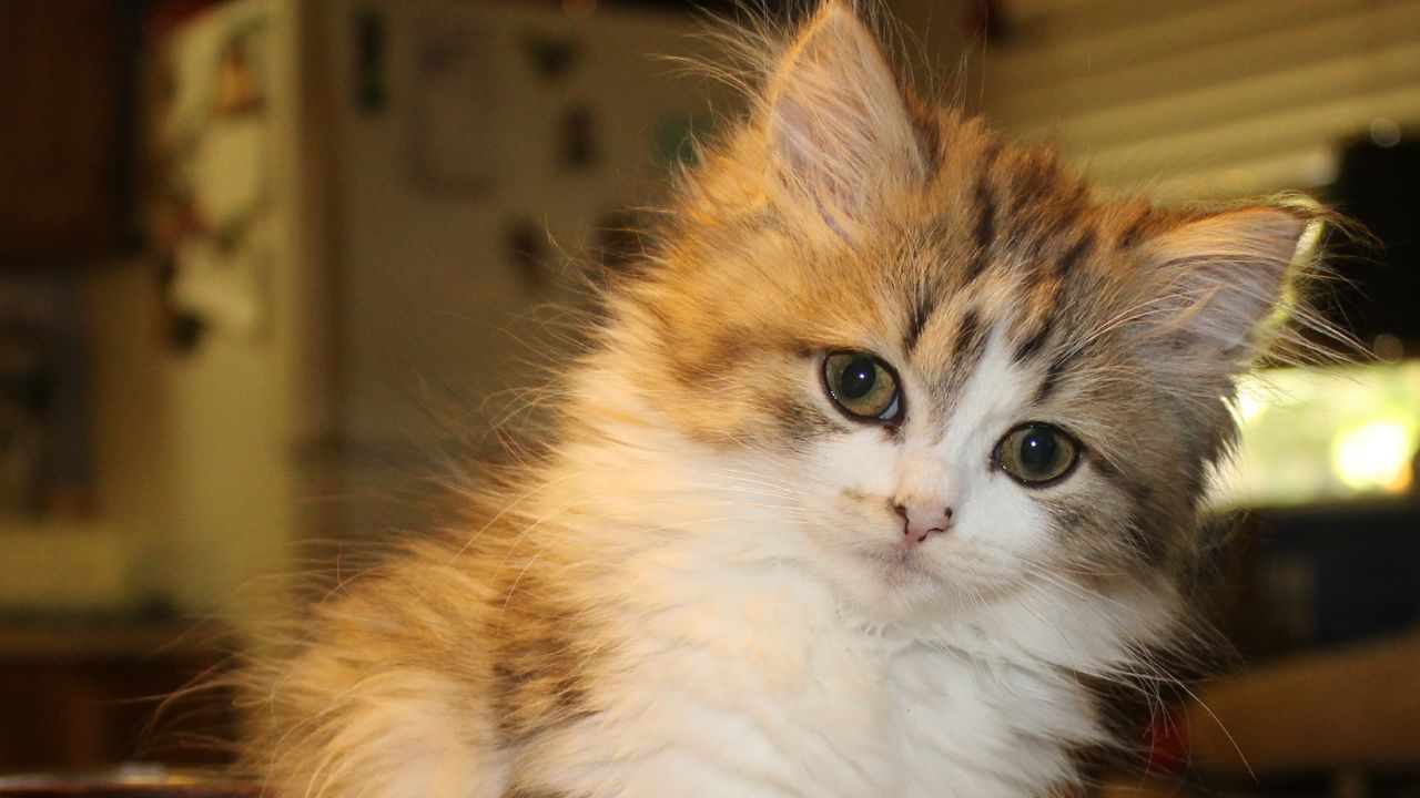 Ragamuffin