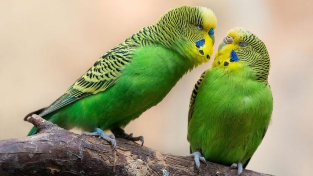 Budgerigar (Budgie)