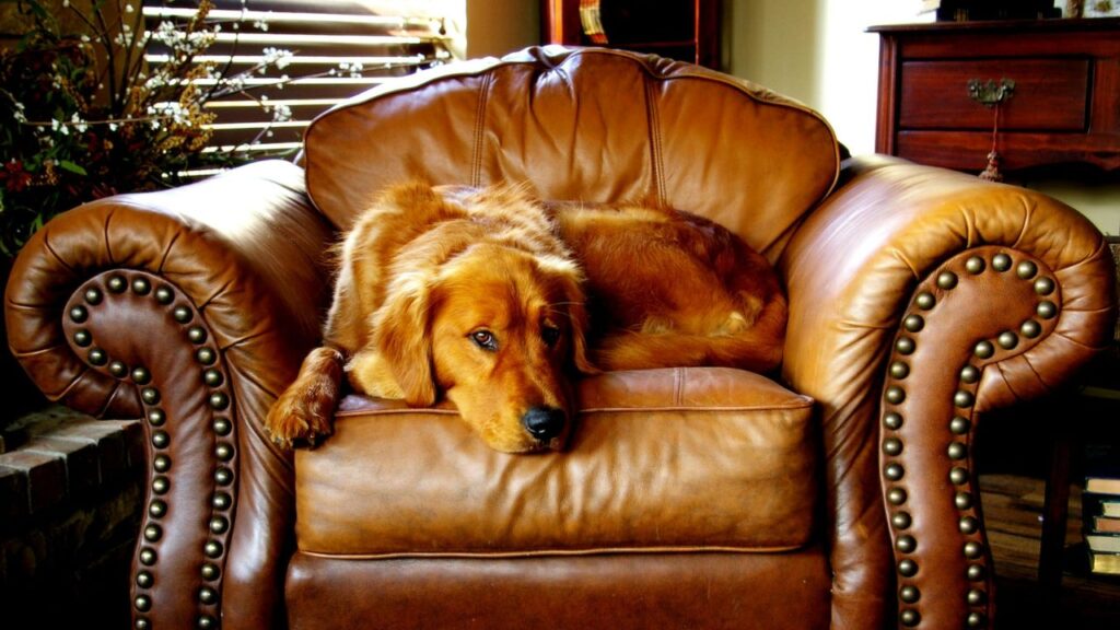 Golden retriever sitting on couch