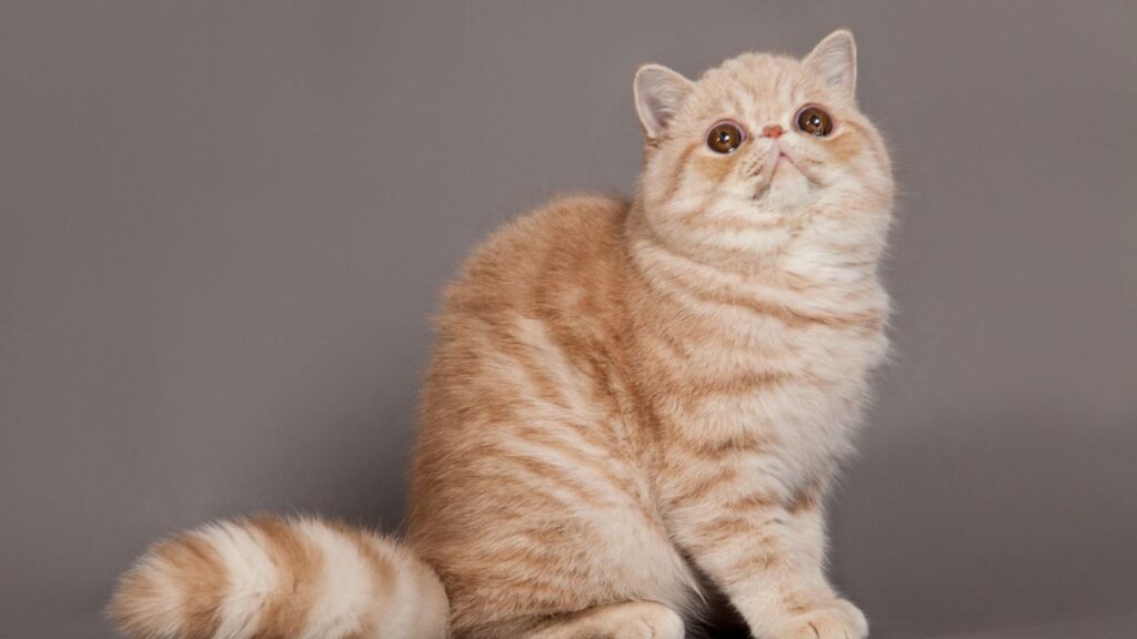 exotic shorthair