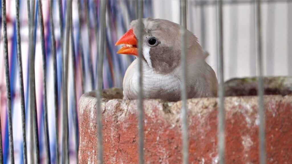 Zebra Finch