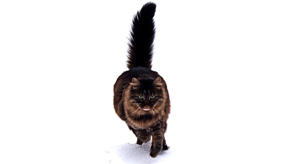 Maine Coon