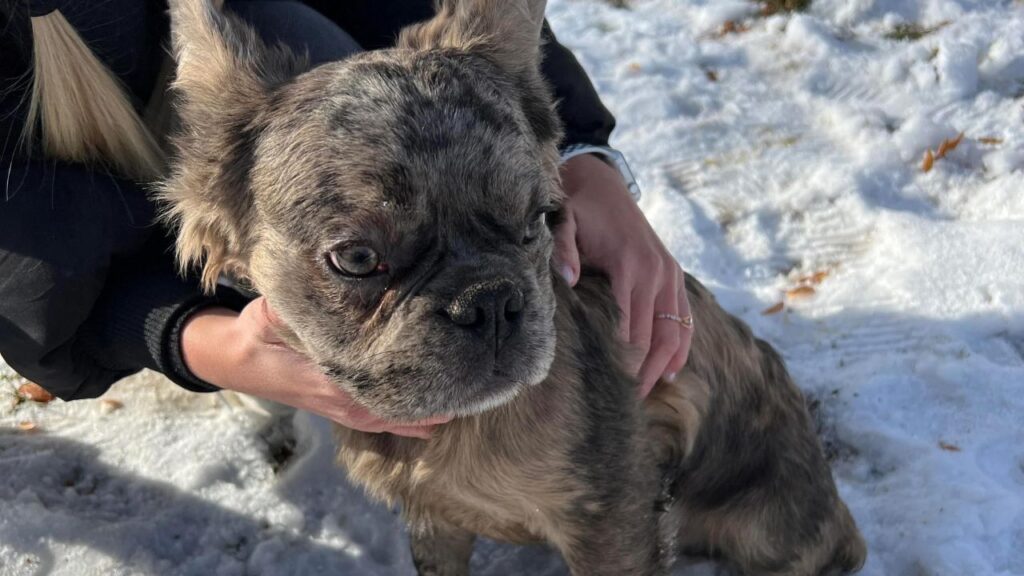 Long-Haired Frenchie