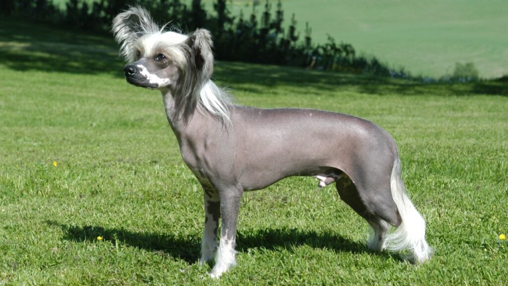 Chinese Crested