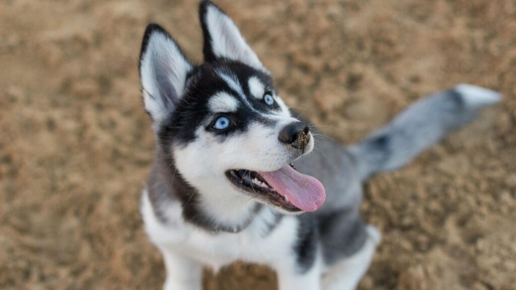 Siberian Husky