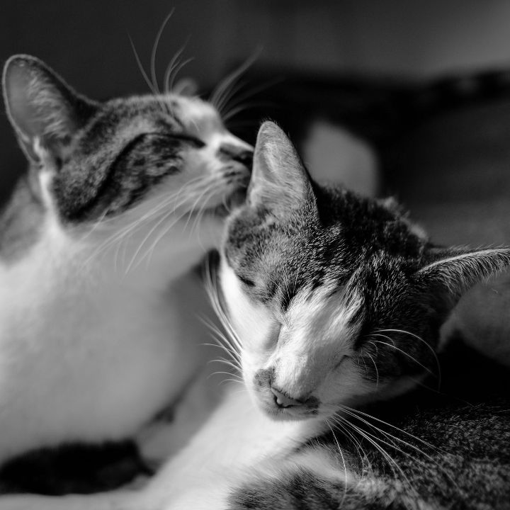 Francesco Ungaro/Pexels