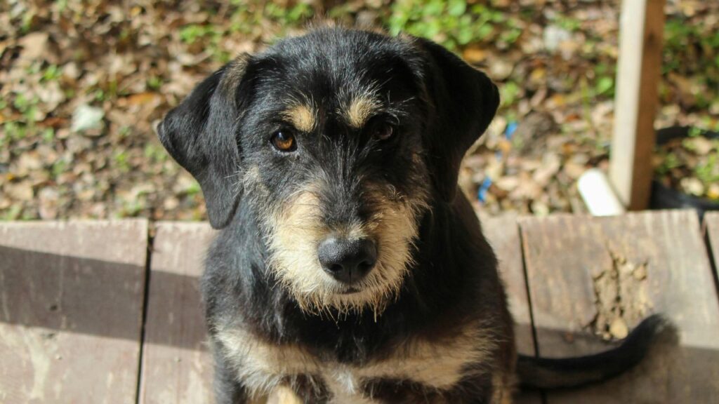 border terrier