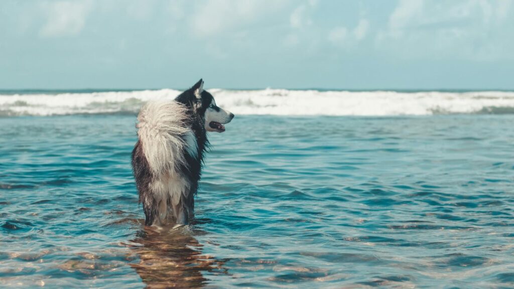 Alaskan Malamute in water