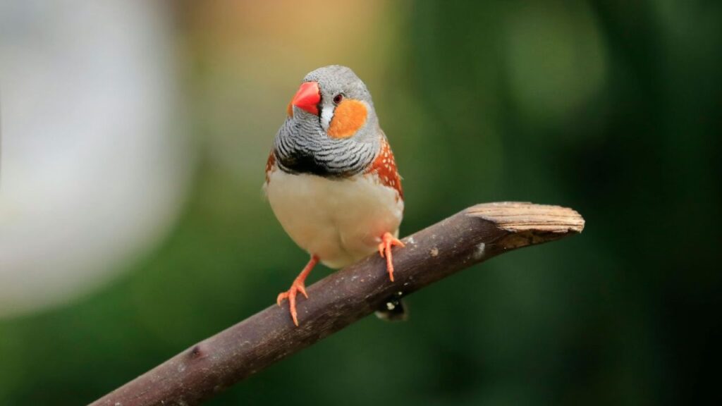 Zebra Finch