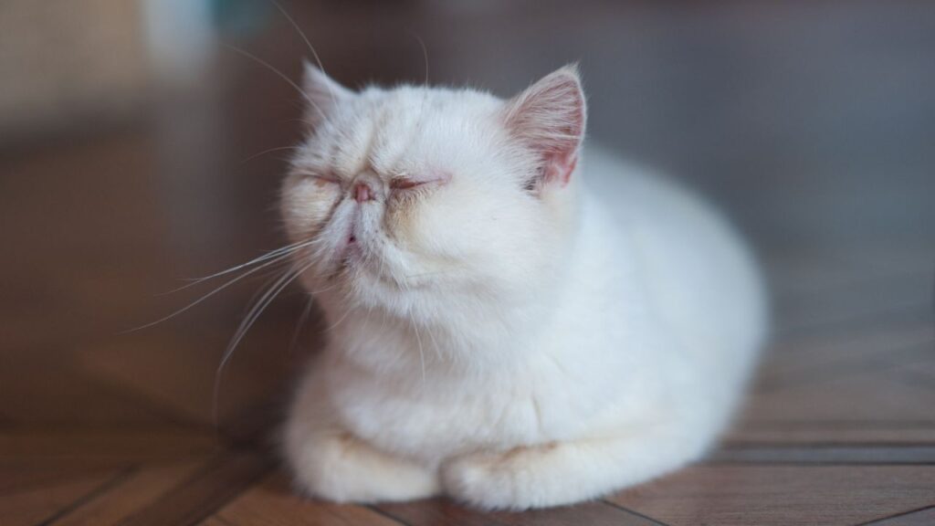 exotic shorthair