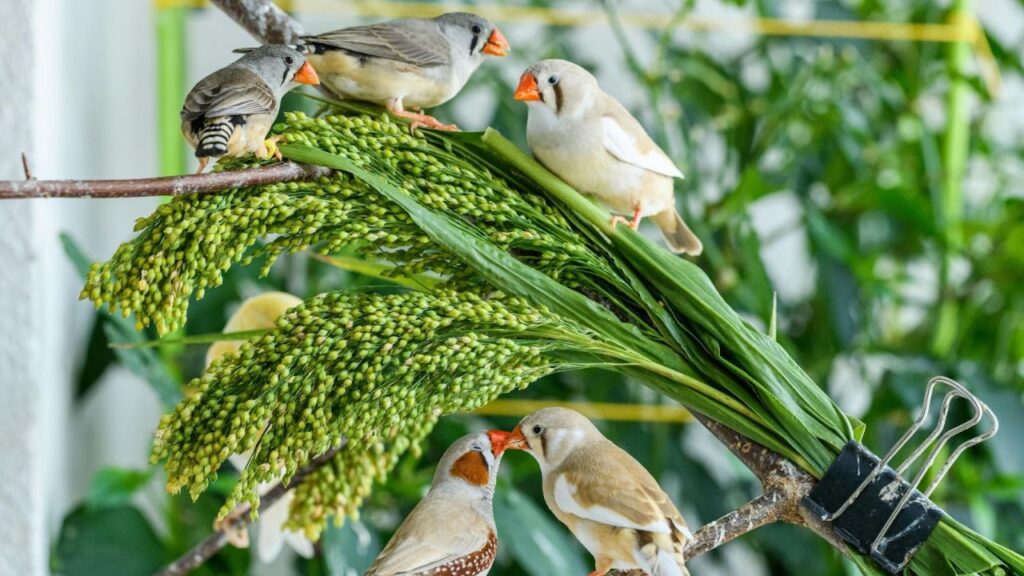 Zebra Finch