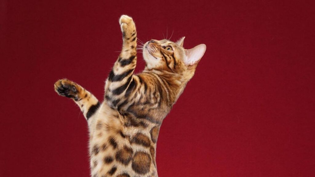 Bengal