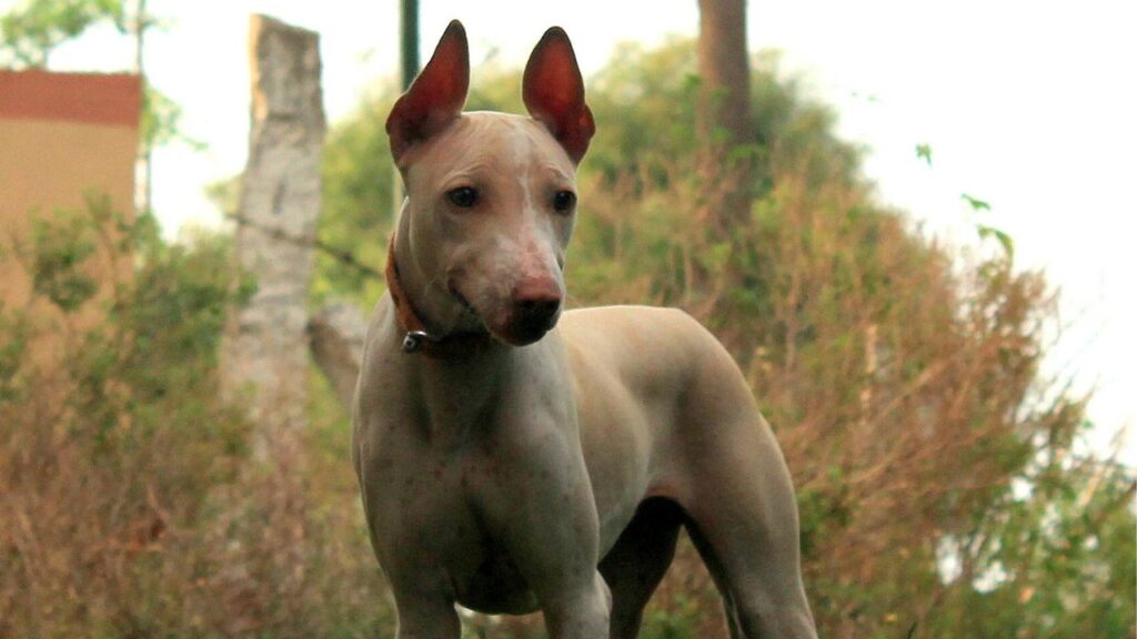 Jonangi