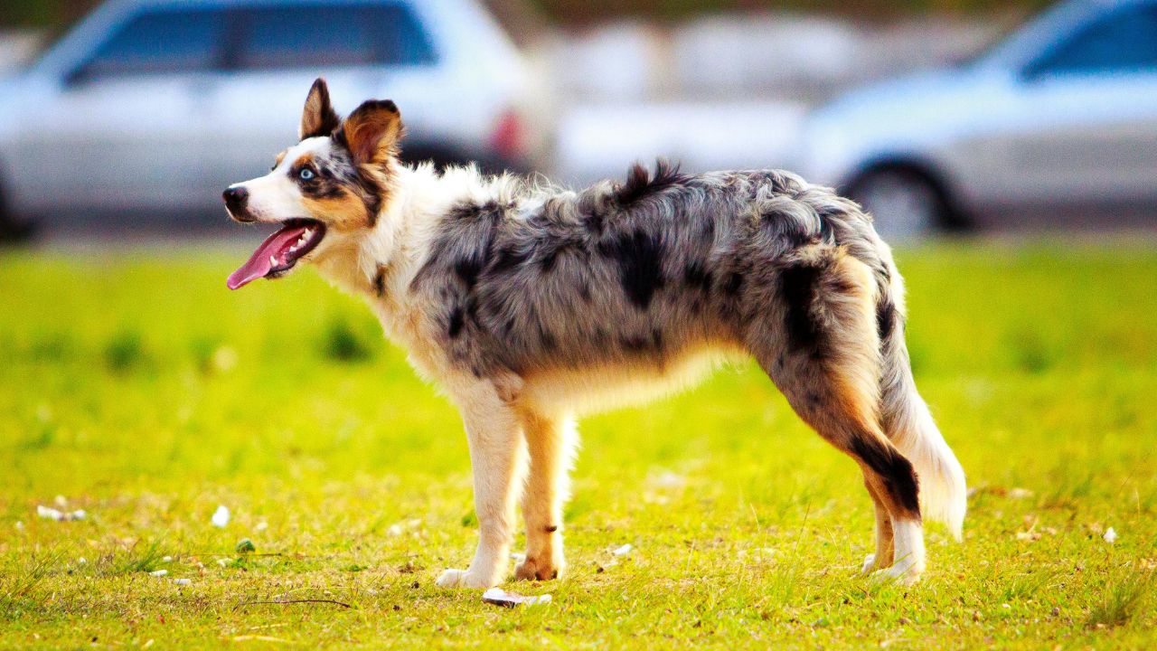 Australian Shepherd