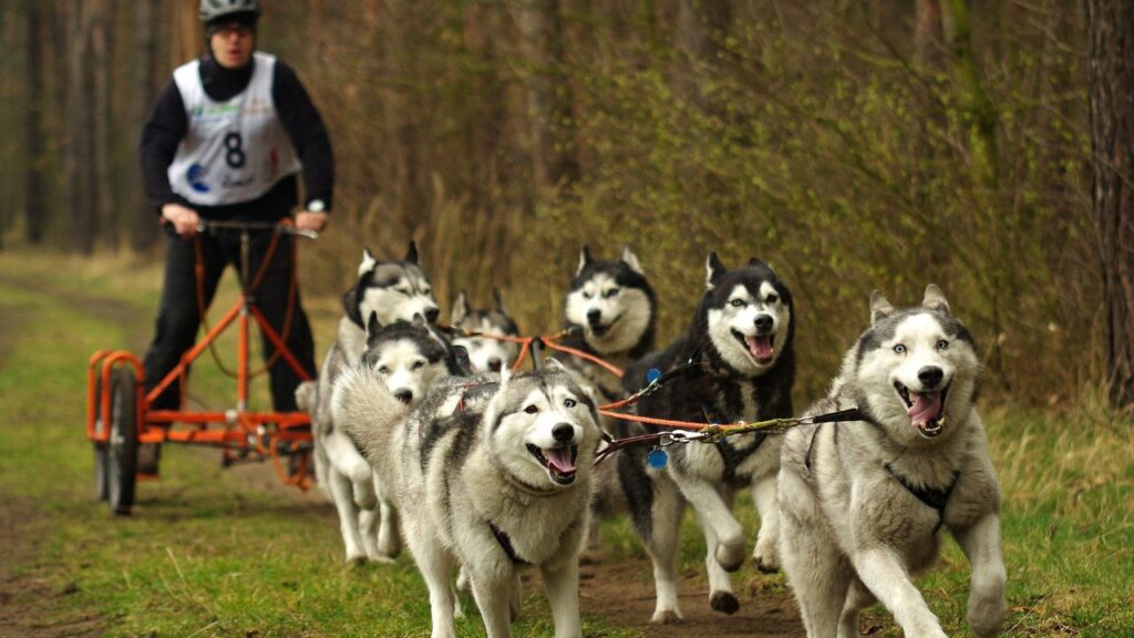 dogs pulling sled