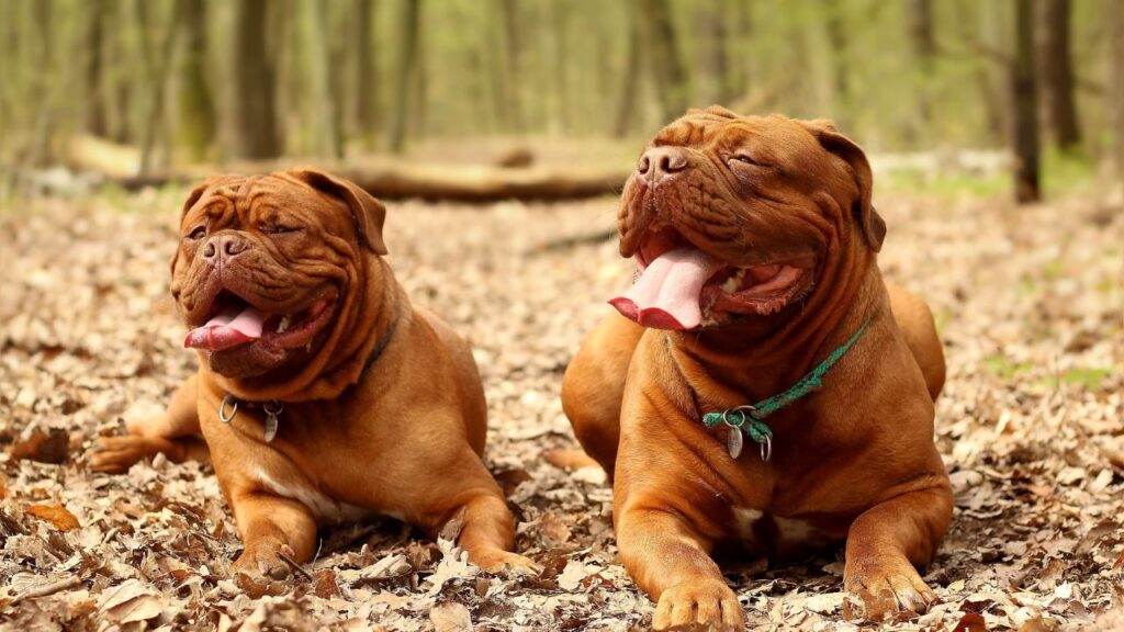 big dawgs