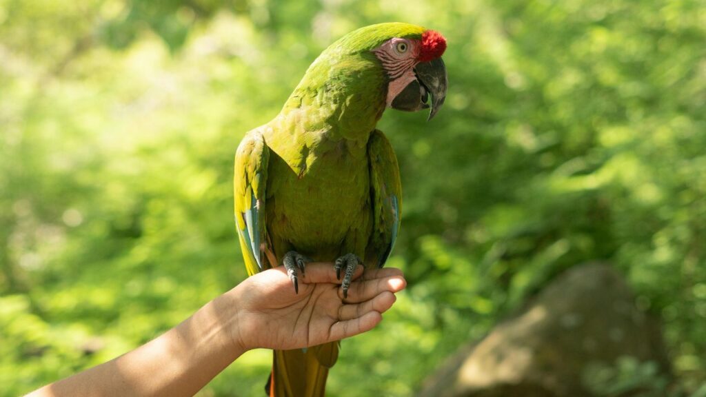 parrot in hand