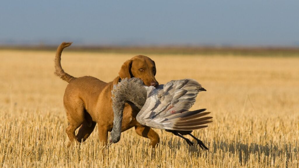 Dog retrieving a Sandhill Crane