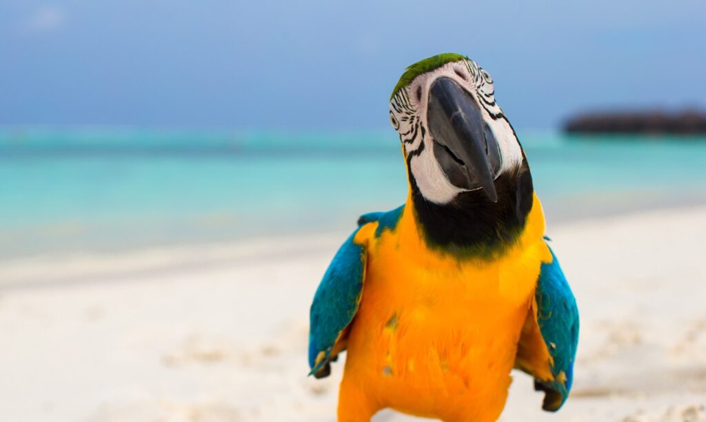 Parrot looking at the camera
