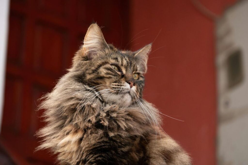 maine coon