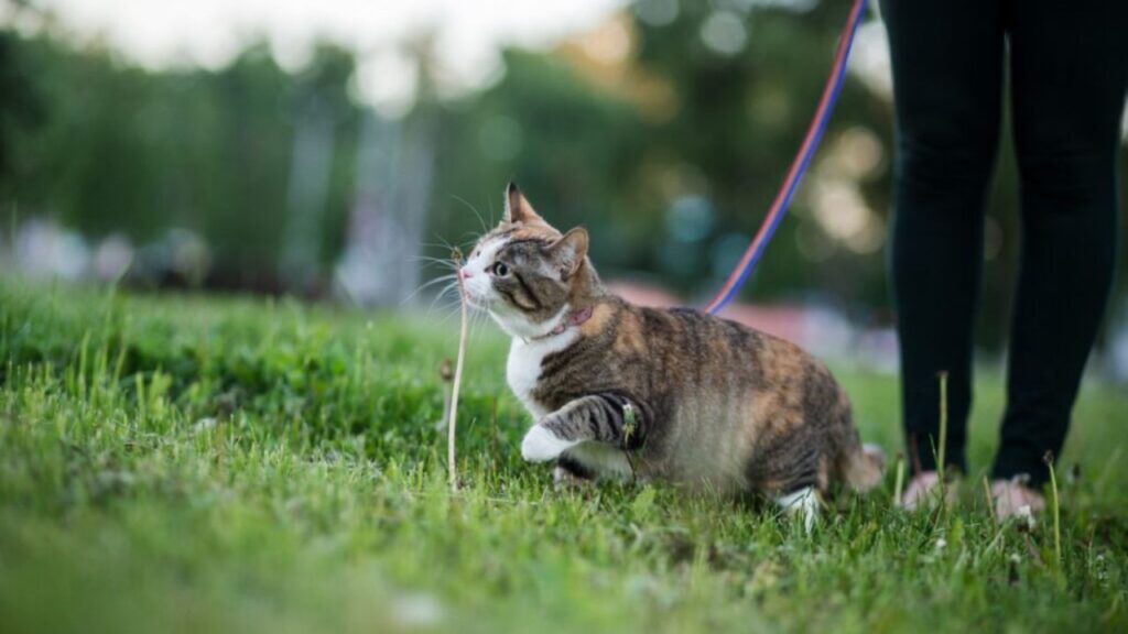cat walking