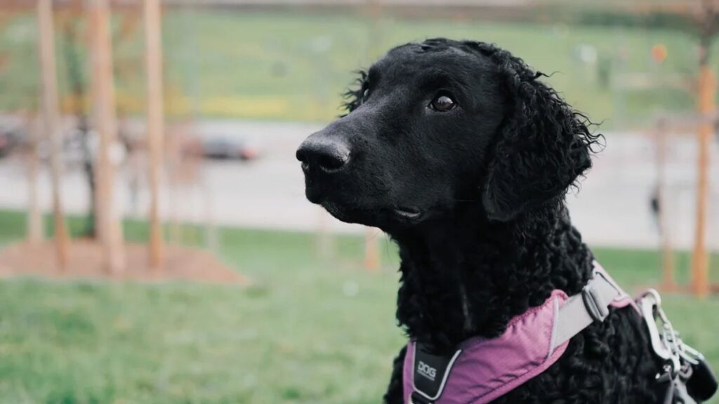 Curly-Coated Retriever