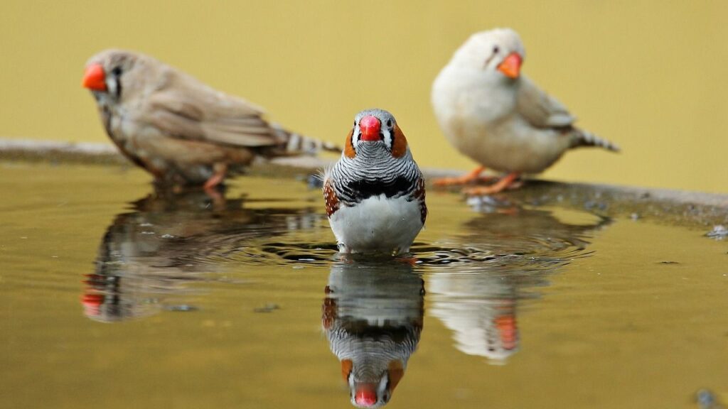 Zebra Finch