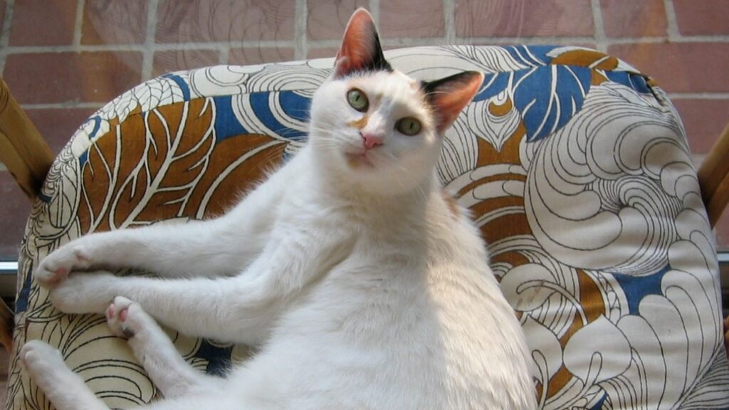 Japanese Bobtail