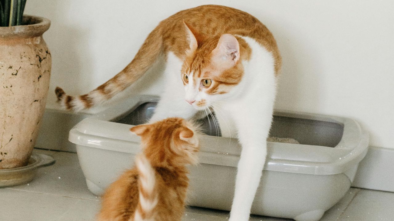 cat litter box