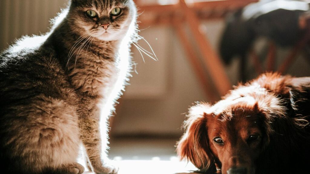 cat and dog