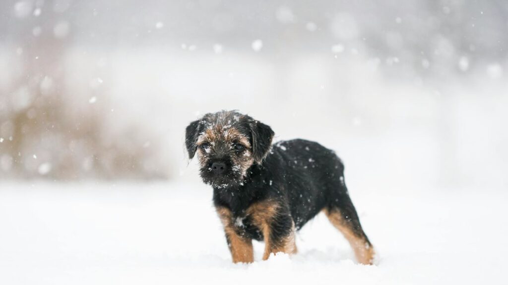 border terrier in snow
