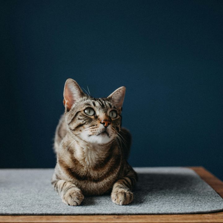 Joaojesusdesign/Pexels