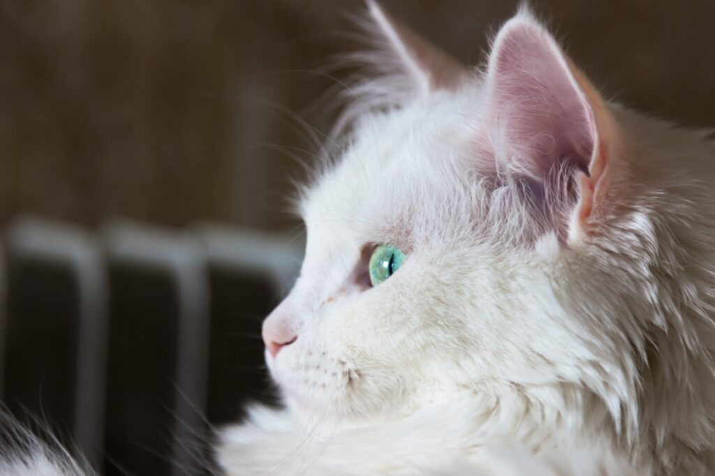 Turkish Angora