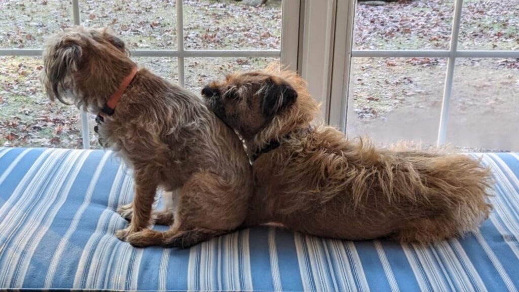 two border terriers