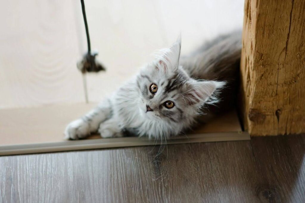 maine coon
