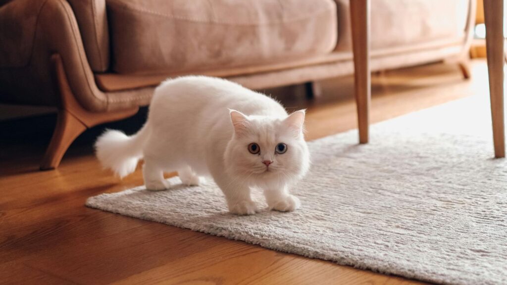munchkin cat