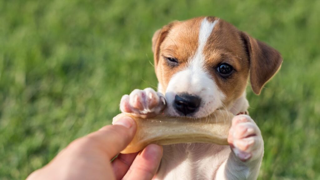 puppy biting bone