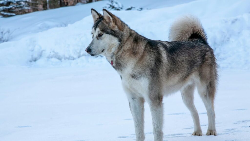 Alaskan Malamute in snow