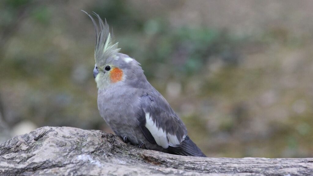 Cockatiel