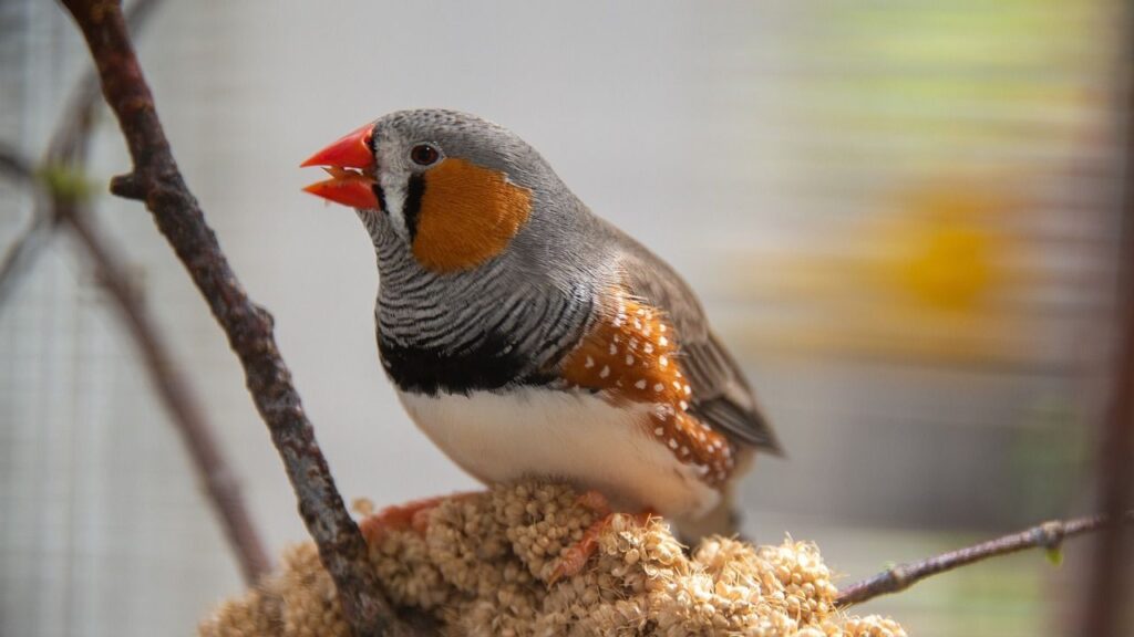 Zebra Finch