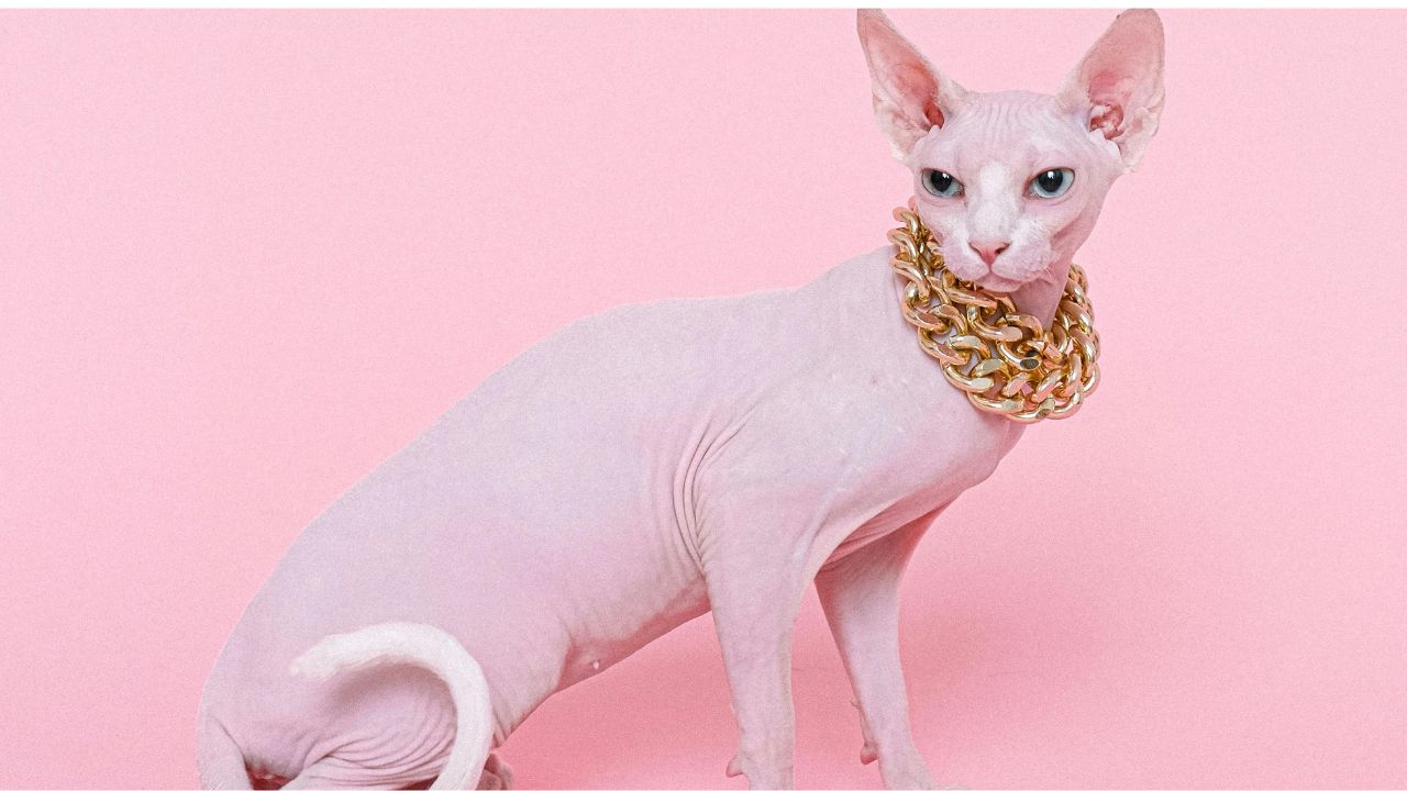 Sphynx