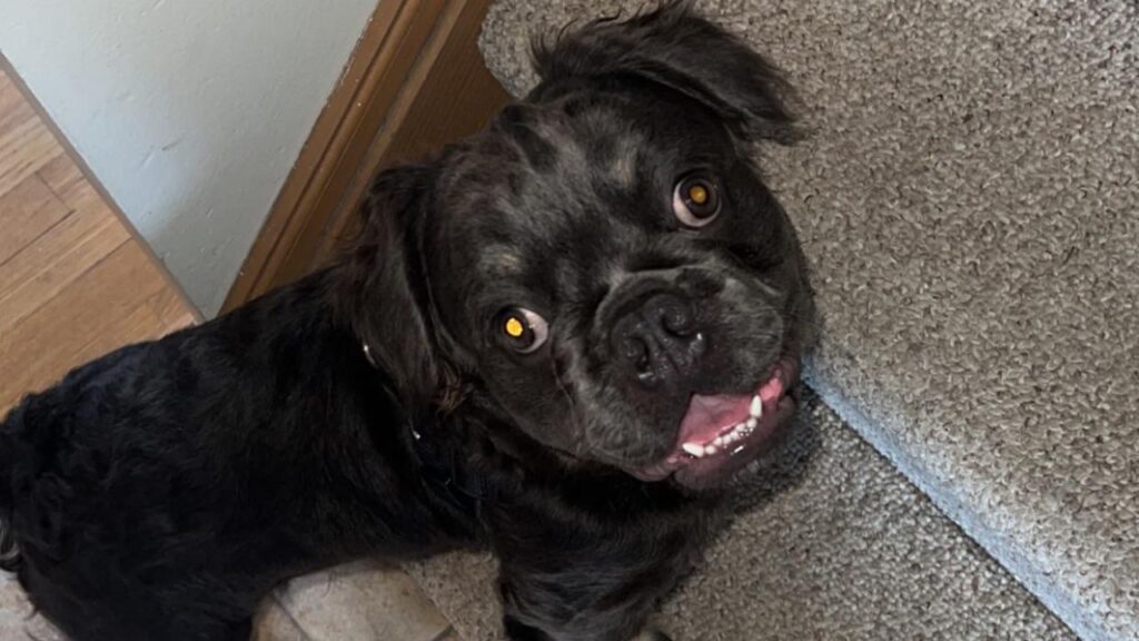 fluffy french bulldog