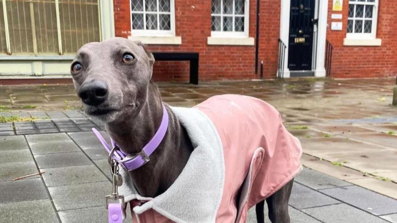 Hairless Whippet