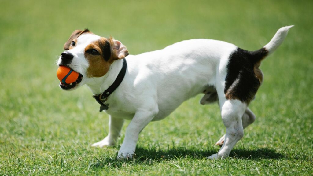 Jack Russell Terrier