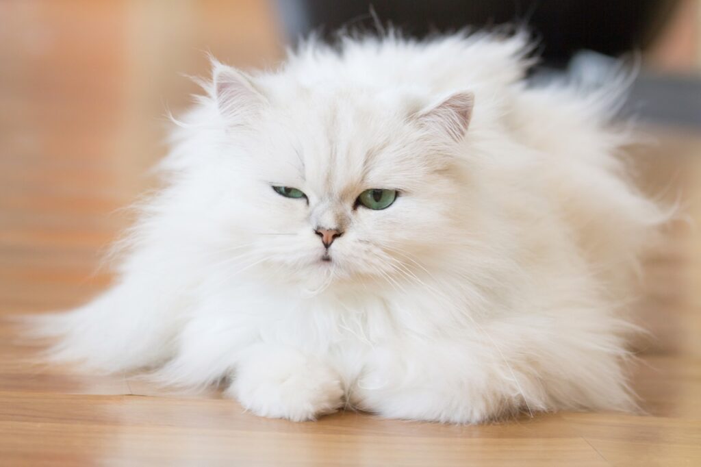 White Persian cat