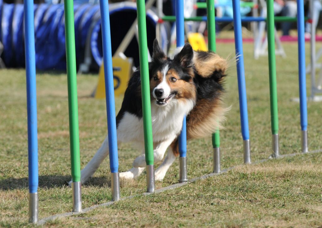 Australian Shepherd in agility course